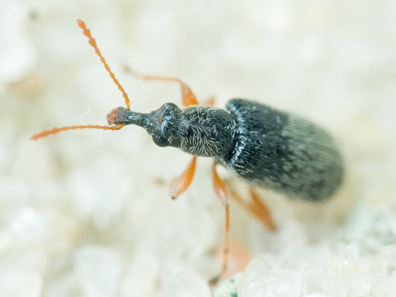 Cimberis attelaboides (Fabricius, 1787)